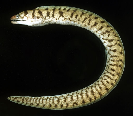  Gymnothorax gracilicaudus (Slendertail Moray)